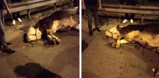 İstanbul'da kurbanlık dana yola atladı, ayağını kırdı
