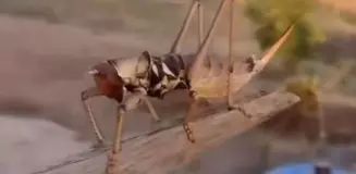 Batman'da 20 santim uzunluğunda etçil çekirge görüntülendi