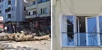 Sakarya'da asırlık ağaç binanın üzerine devrildi