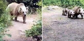 'Sakin olun saldırmaz' dedi, saniyeler sonra kabusu yaşadı