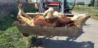 Şap salgınının en çok vurduğu ilimiz: Hayvanlarının ölümlerini çaresizce izliyorlar
