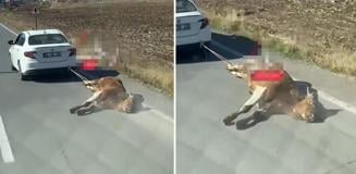 Ölü ineği aracına bağlayıp kilometrelerce sürükledi