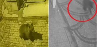 Aç kalan ayı sokaklara indi, köpekler kovaladı! İlginç anlar kameralarda
