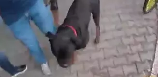 Sokakta ağızlıksız gezdirilen 'Rottweiler' cinsi köpek dehşet saçtı