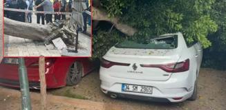 Devrilen ağaç araçları ezdi geçti! Devrilen ağaç araçları ezdi geçti!