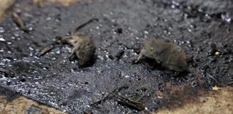 Kilis'te mide bulandıran hijyen skandalı: Merdiven altı üretimde fareler bulundu Kilis'te mide bulandıran hijyen skandalı: Merdiven altı üretimde fareler bulundu