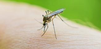 Küba'da 33 kişi sivrisinekler nedeniyle hayatını kaybetti Küba'da 33 kişi sivrisinekler nedeniyle hayatını kaybetti