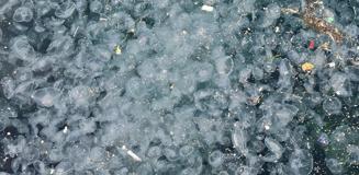 İstanbul'un göbeğinde korkutan görüntü! Binlercesi kıyıya vurdu İstanbul'un göbeğinde korkutan görüntü! Binlercesi kıyıya vurdu