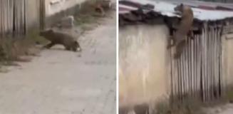 Köpek sesi duyunca ne yapacağını bilemedi! O anlar kameralarda