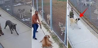 Sivas kangalını ve diğer köpekleri kurt sürüsünün karşısına çıkardılar: Sonuç inanılmaz Sivas kangalını ve diğer köpekleri kurt sürüsünün karşısına çıkardılar: Sonuç inanılmaz