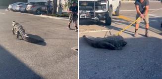 Florida'da marketin önünde 3 metrelik timsah paniği Florida'da marketin önünde 3 metrelik timsah paniği