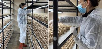 100 bin lira maaşlı işi bırakıp sektör değiştirdi! Kilosunu 700 bin liraya satıyor 100 bin lira maaşlı işi bırakıp sektör değiştirdi! Kilosunu 700 bin liraya satıyor