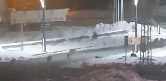 Kurtlar sokaklara indi, vatandaşlar korku dolu anlar yaşadı Kurtlar sokaklara indi, vatandaşlar korku dolu anlar yaşadı