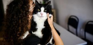 Bu tarihi kaçıran evcil hayvan sahipleri yandı! Katbekat fazlasını ödeyecekler