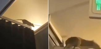 KLM uçağında fare alarmı: 250 yolcu Karayipler'de mahsur kaldı KLM uçağında fare alarmı: 250 yolcu Karayipler'de mahsur kaldı