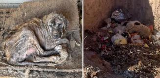 Sözde barınakta dehşet görüntüler: Köpekler açlıktan birbirini yedi