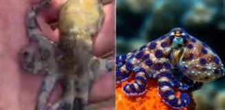 Dünyanın en ölümcül deniz canlılarından birine dokunan turist tehlikeyi sonra fark etti Dünyanın en ölümcül deniz canlılarından birine dokunan turist tehlikeyi sonra fark etti