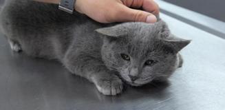 İştahsız kedisini veterinere götüren çift hayatının şokunu yaşadı İştahsız kedisini veterinere götüren çift hayatının şokunu yaşadı