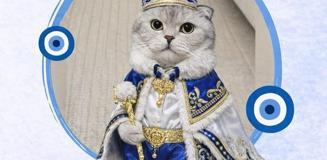 Kedi sahibinden sünnet konseptli kısırlaştırma töreni Kedi sahibinden sünnet konseptli kısırlaştırma töreni