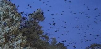 Kıyamet filmi gibi! Binlercesi her akşam aynı saatte geliyor