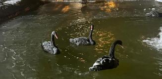 Soğuğu en iyi anlatan kare! Kuğulu Park havuzu dondu