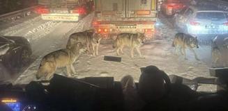 Gerçek mi değil mi? Bu fotoğraf karesini görenler ikiye bölündü Gerçek mi değil mi? Bu fotoğraf karesini görenler ikiye bölündü