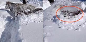 Kastamonu'da ineklerin 1,5 metrelik karla mücadelesi Kastamonu'da ineklerin 1,5 metrelik karla mücadelesi