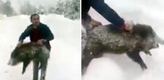 Yaban domuzunu yakaladı, sevdikten sonra tekrar bıraktı Yaban domuzunu yakaladı, sevdikten sonra tekrar bıraktı