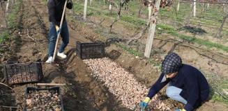 Kariyerini bıraktı, girdiği tarlada 'beyaz altın' buldu