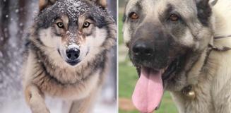 Yasak aşk yaşayan iki ezeli düşman! Kurt ile kangal çiftleşti, ortaya acayip bir tür çıktı