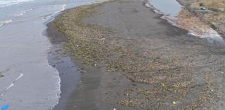 Her kış geliyor! Denizin dibinden çıktı, tüm sahili kapladı