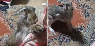 Vicdansız adamın yaban tavşanına yaptıklarına tepki yağdı