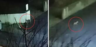 Aç kalınca mahalleye indiler