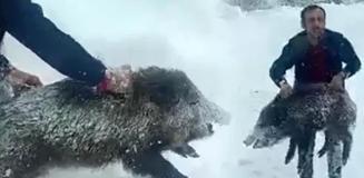 Eliyle domuz yakalayan vatandaşa ceza