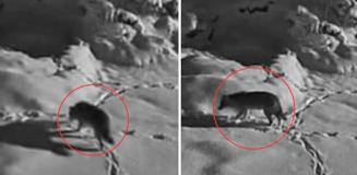 Aç kalan kurt mezraya indi