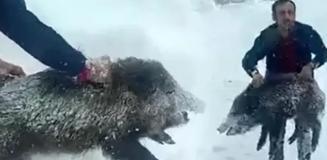 Eliyle domuz yakalayıp ceza yiyen vatandaşa güzel haber