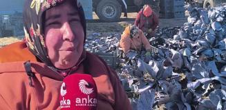 Lahana tarlasında çalışan işçinin sözleri yürekleri dağladı