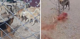 Barınakta aç ve susuz bırakılan köpeklerin birbirini parçaladığı iddiası Barınakta aç ve susuz bırakılan köpeklerin birbirini parçaladığı iddiası