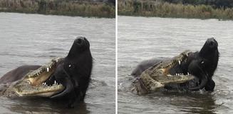 Nefes kesen anlar: Timsahın saldırdığı bufalo mucizevi şekilde kurtuldu Nefes kesen anlar: Timsahın saldırdığı bufalo mucizevi şekilde kurtuldu
