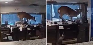 Banka alarmı çalınca polis gitti, davetsiz misafirle karşılaştı Banka alarmı çalınca polis gitti, davetsiz misafirle karşılaştı