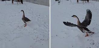 3 bin 500 TL verip kaz aldı, sonu büyük hüsranla bitti