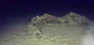 THY'nin 50 yıl önce düşen uçağının enkazından yeni parçalar bulundu