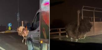 Deve kuşu trafiği altüst etti Deve kuşu trafiği altüst etti