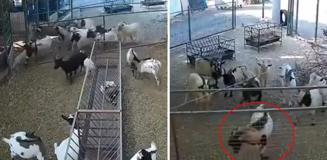 Kamera görüntülerini izleyen çiftlik sahibi gördüklerine inanamadı