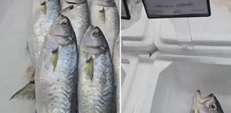 Markette satılan balığın fiyatını duyunca büyük şaşkınlık yaşadı