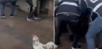 Saklandığı kümeste öksürünce yakayı ele verdi