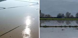 Büyük Menderes Nehri'nde taştı, 2 bin dönüm tarım arazisi sular altında kaldı