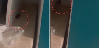 Skandal görüntüler! Hastanede fare görüldü, yönetimin aldığı önlem pes dedirtti