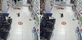 Avcılar'da 3 çocuk veterinere torpil attı; içerideki hayvanların kaçıştığı anlar kamerada