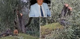 Milas'taki zeytinlik katliamında istifa geldi